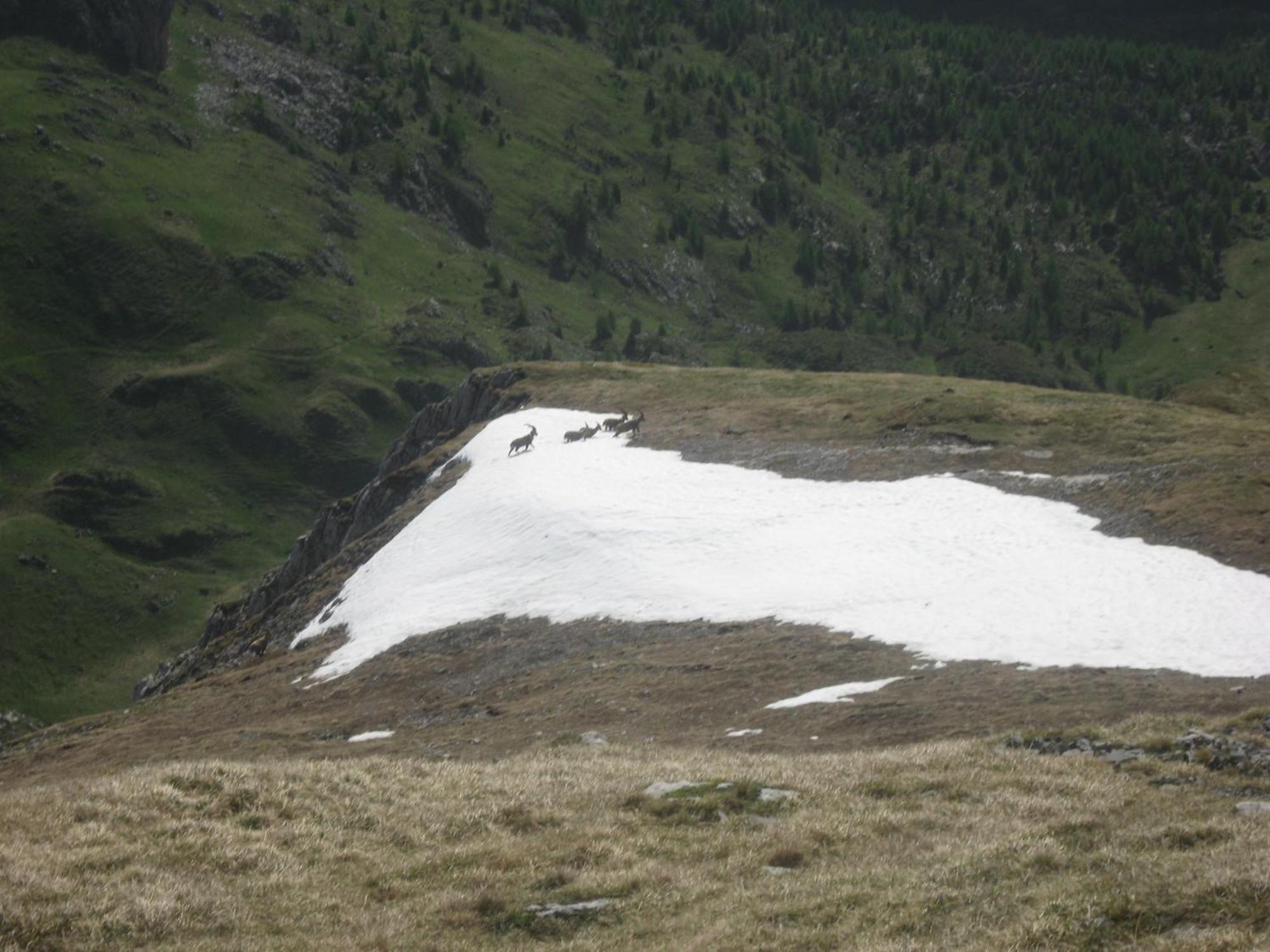 Dolomiti 2* Falcade